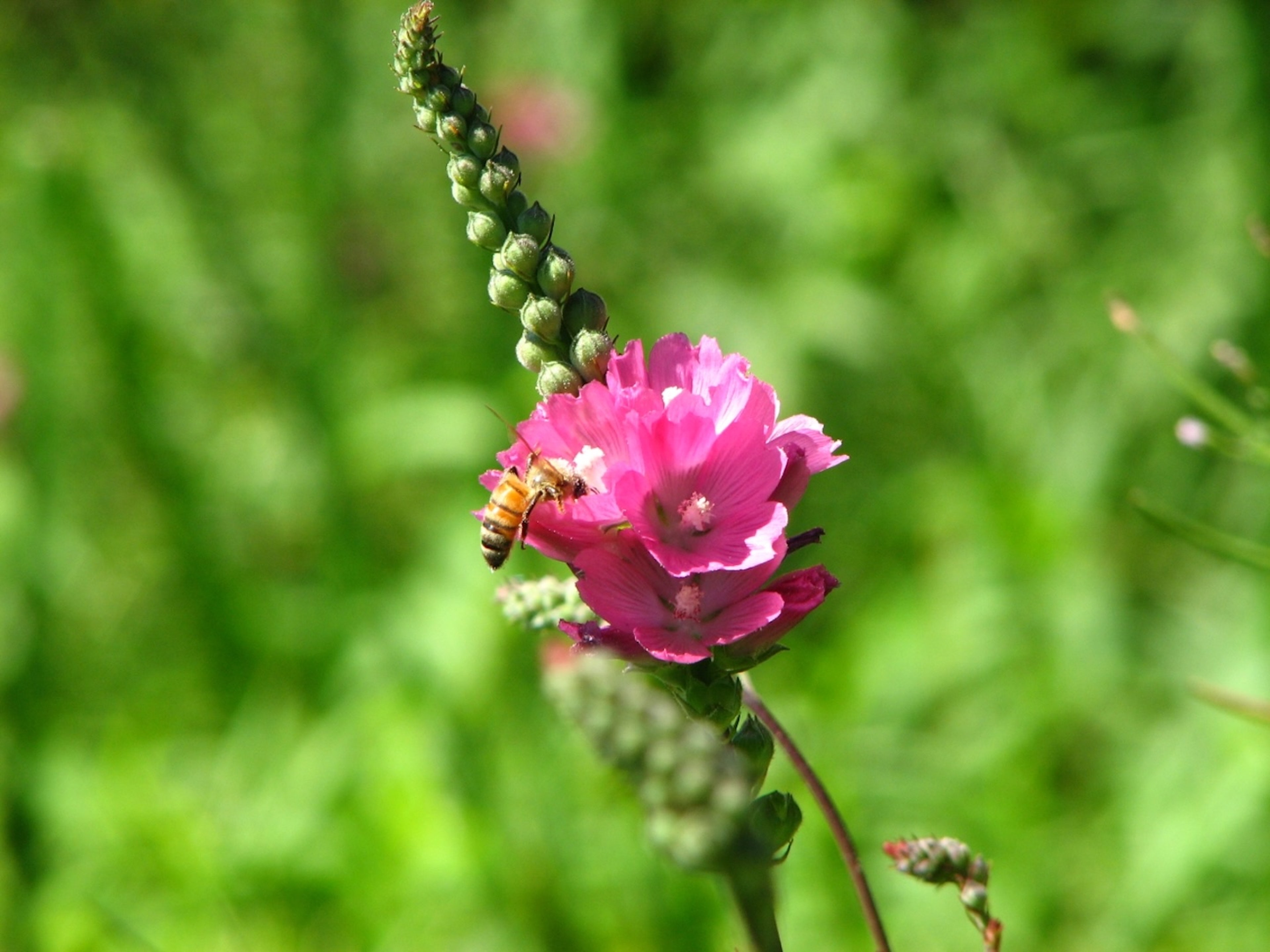 usfws-kenwood-marsh-checkermallow-large.jpeg