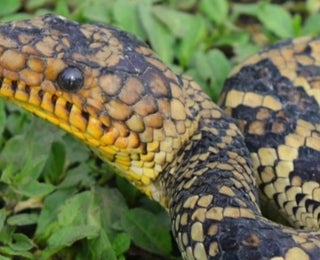 Rarest Snake In The World