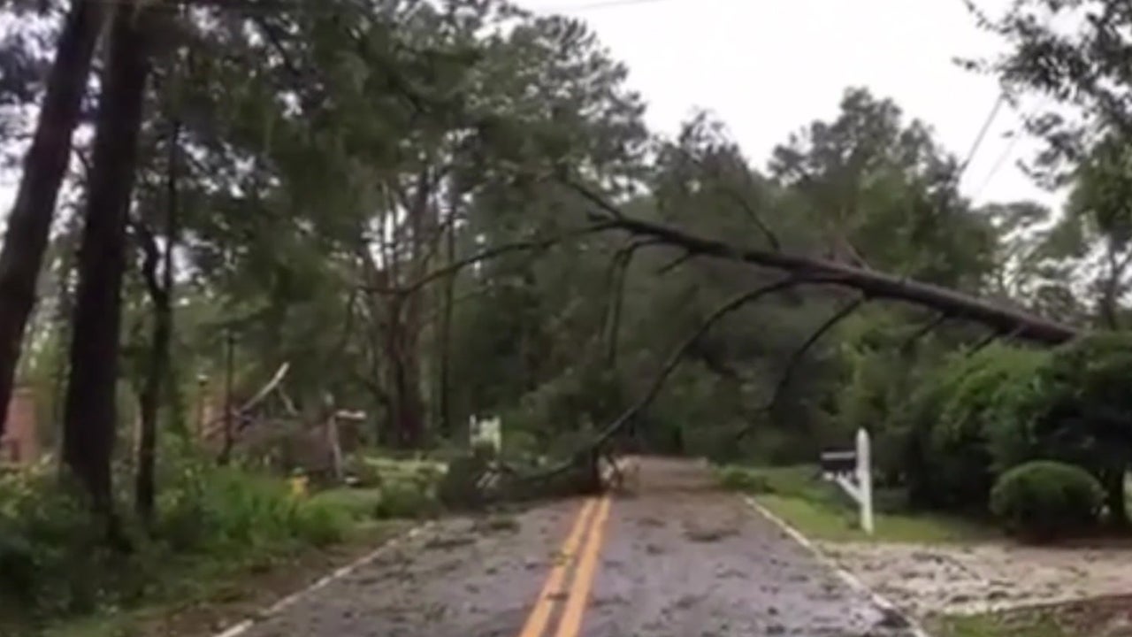 Tree Damage From Hermine In Tallahassee Fl The Weather