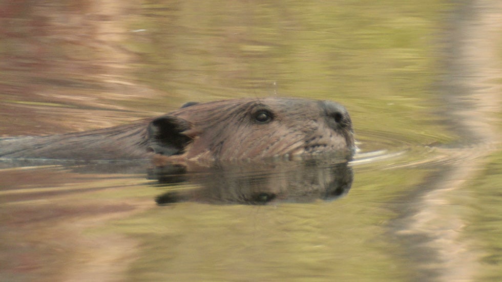 Beaver Invasion Could Speed Arctic Warming The Weather Channel