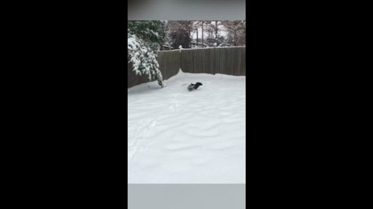 Parker Co Weather >> Parker The Dog Loves St Louis Snow The Weather Channel Parker Co Weather >> Parker The Dog Loves St Louis Snow The Weather Channel