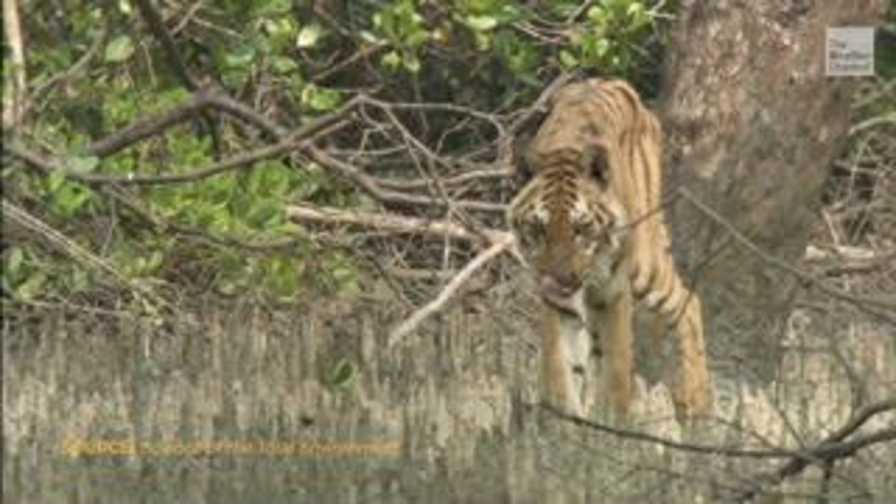 Climate Change Could Destroy Bengal Tigers’ Home The Weather Channel