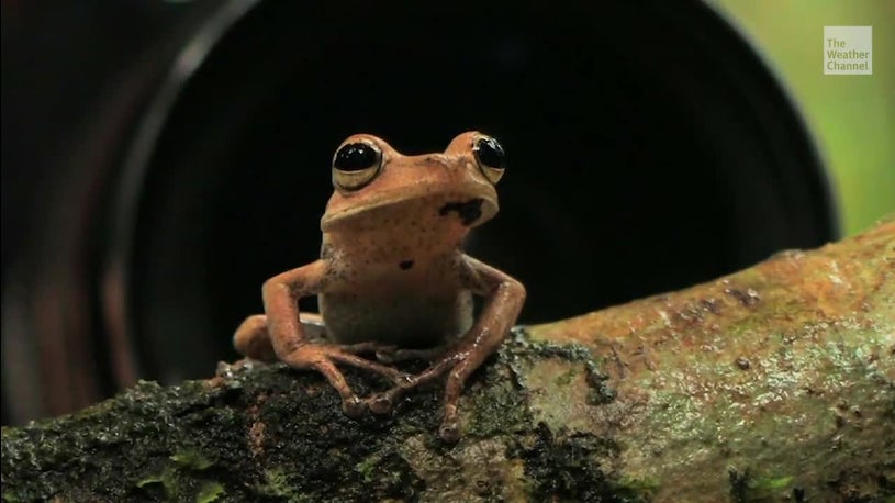Mushroom extinguishes frogs that are worse than expected