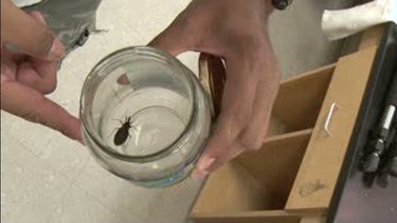 CDC: 'Kissing Bugs' Might Be Spreading North