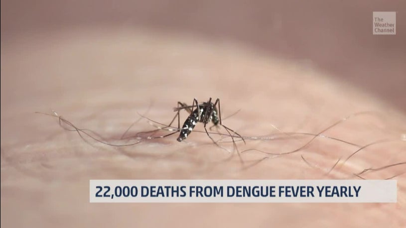 New study shows that global warming is increasing the spread of dengue fever