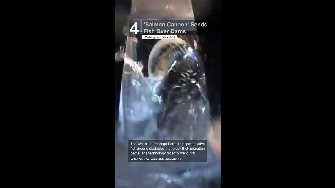 Salmon Cannon Sends Fish Over Dam The Weather Channel