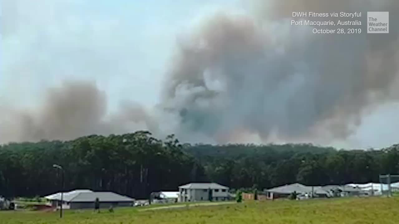 Australia Wildfire May Have Killed Hundreds Of Koalas The
