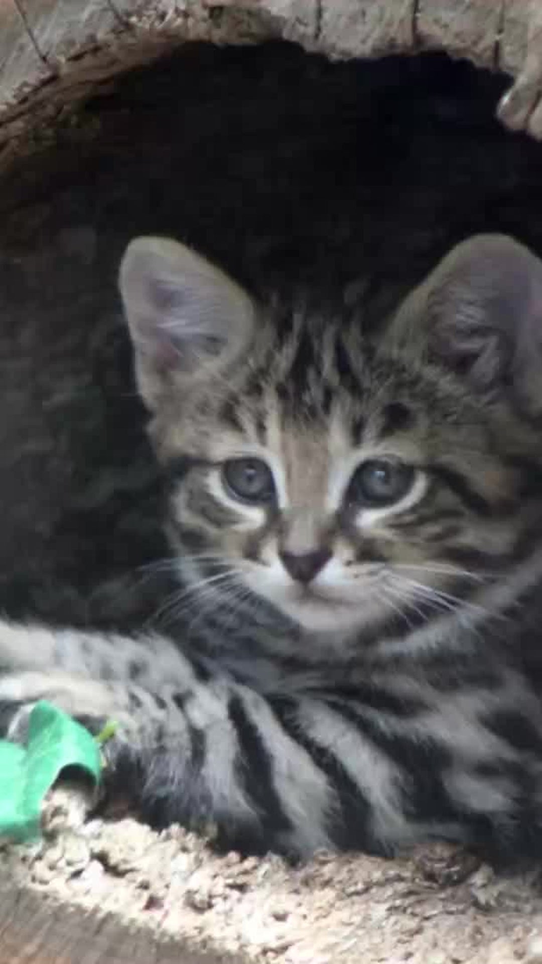 das ist die todlichste katze der welt videos von the weather channel weather com