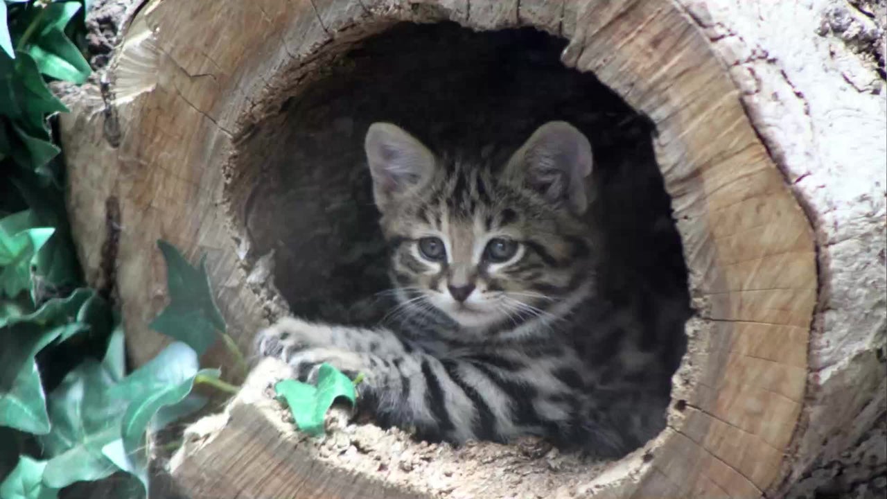 das ist die todlichste katze der welt videos von the weather channel weather com