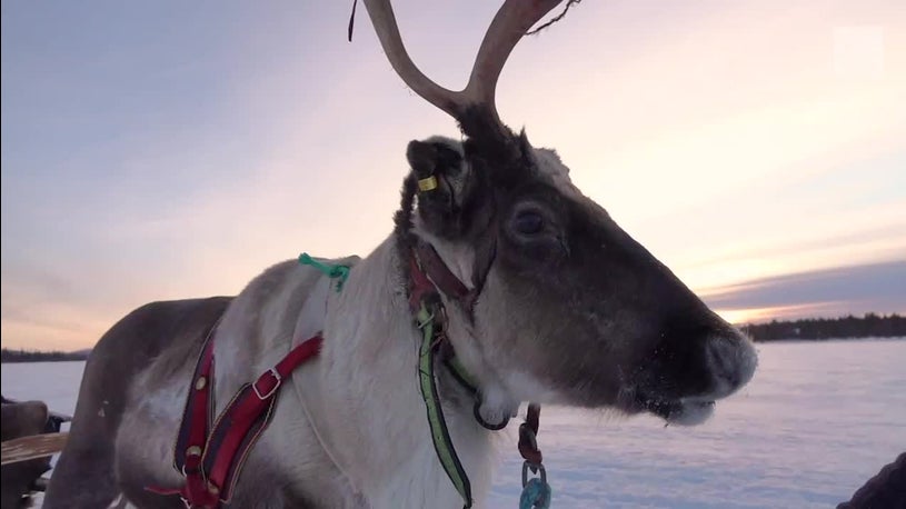 Santa's reindeer are in trouble due to climate change