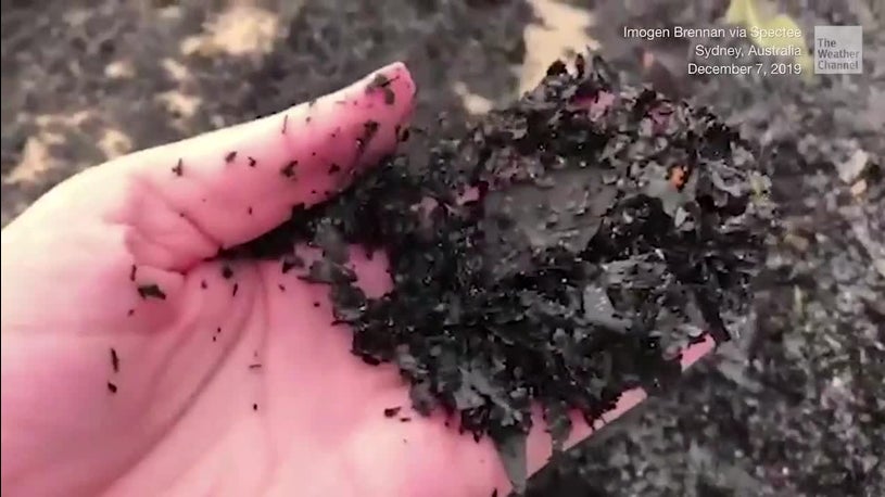 Sydney Beaches Turn Black after Wildfire Ash Washes Ashore