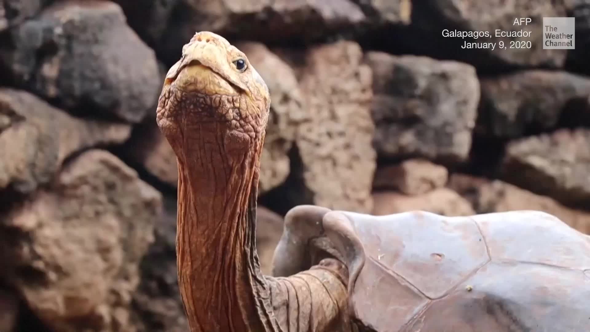 Tortuga casanova salva a su especie de la extinción, image size:1280x720