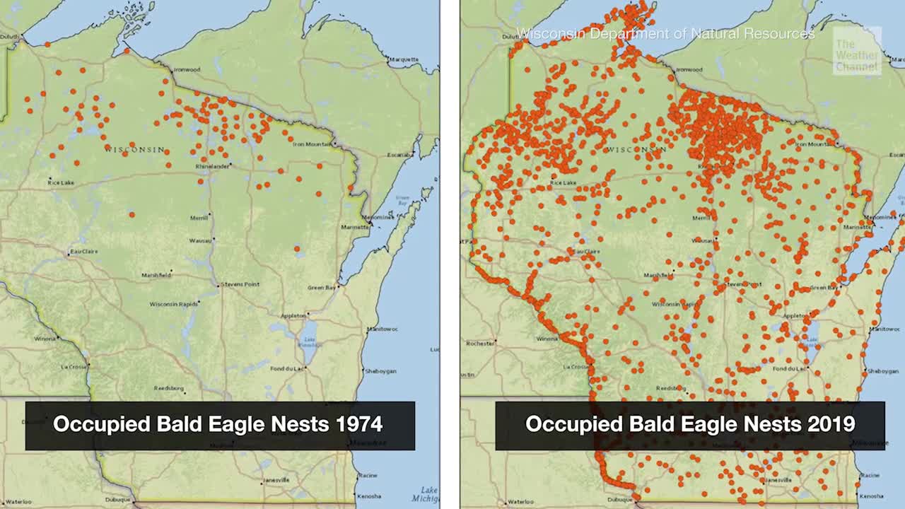 Map Highlights Bald Eagles' Recovery in Wisconsin The Weather Channel