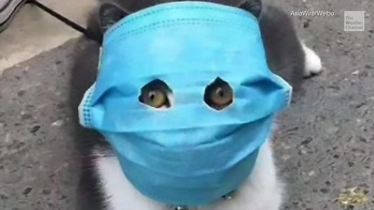 Face Masks for Felines Necessary?