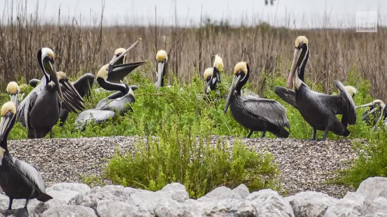 Brown Pelicans Spotted Nesting 10 Years After BP Oil Spill | The Weather Channel