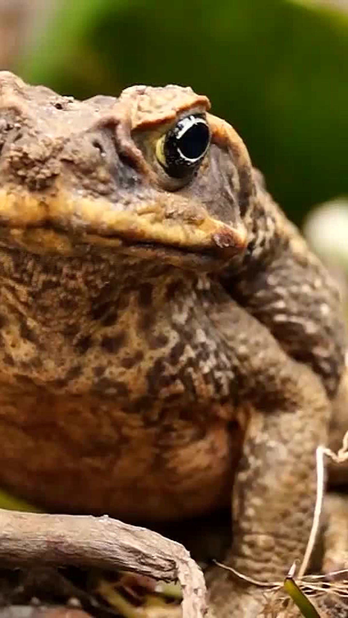 Toxic Cane Toads Invade South Florida Threaten Dogs Videos From The Weather Channel Weather Com
