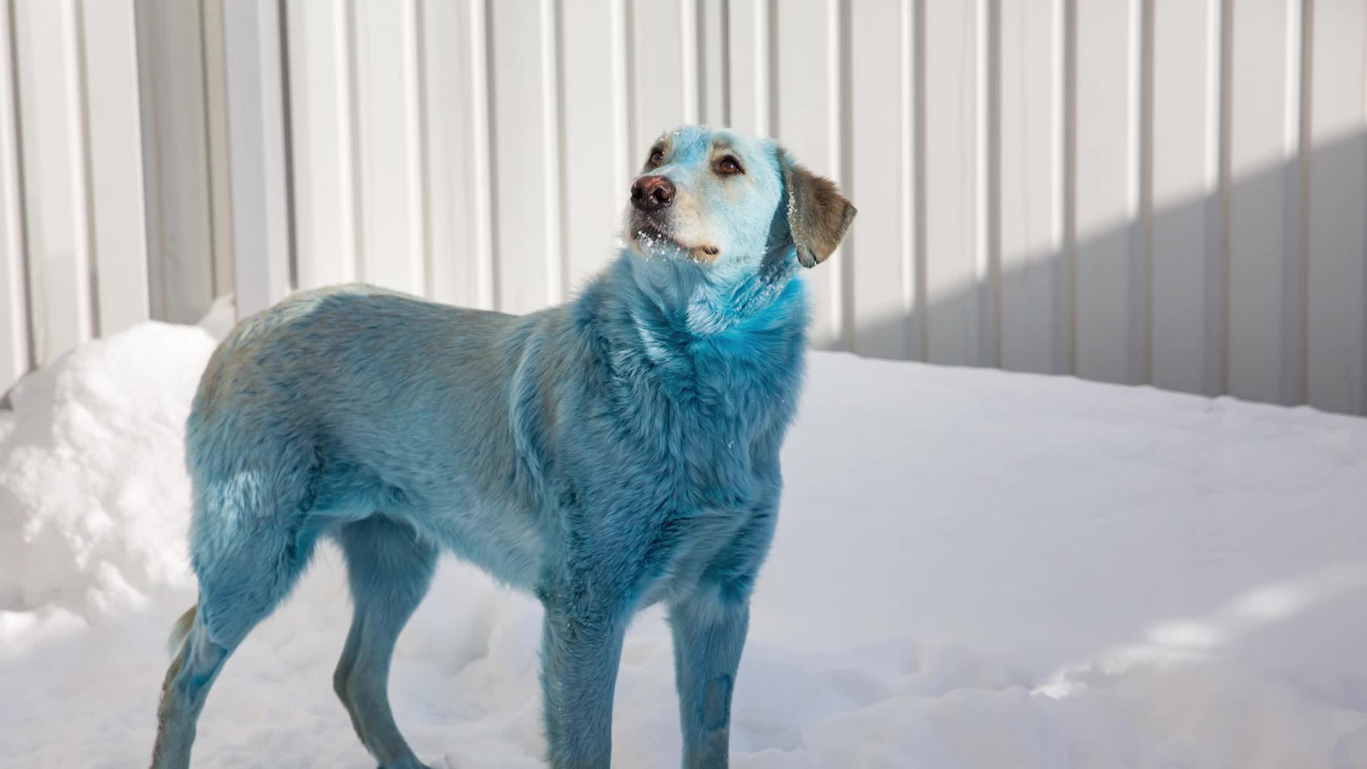 Blue Dogs Spotted In Russia Videos From The Weather Channel Weather Com