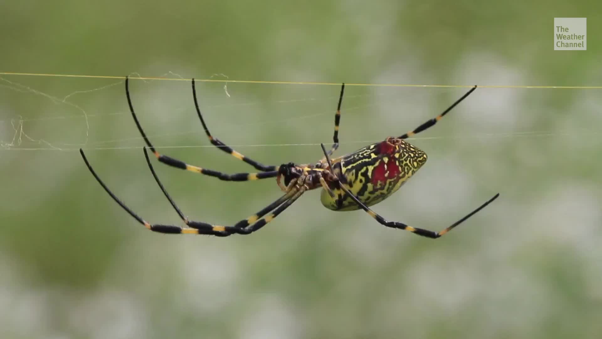 Giant Spiders Might Soon Colonise the Entire East Coast ...