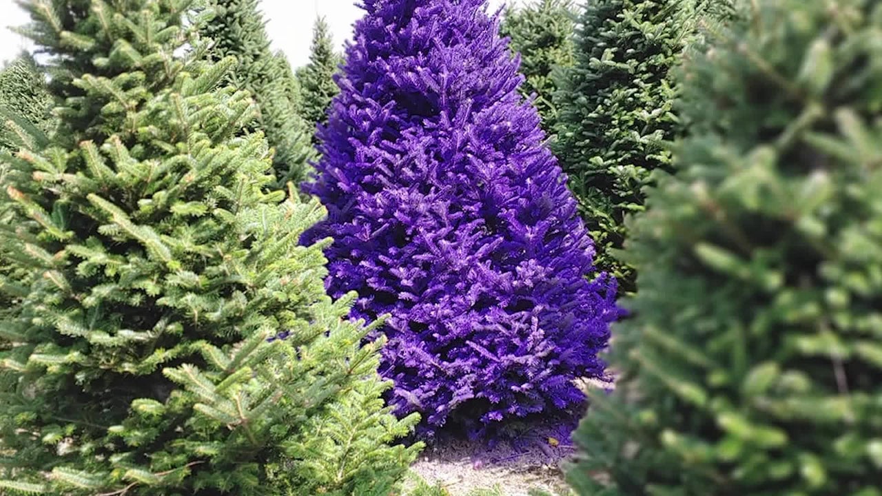 For Those Who Like The Non-Traditional: A Purple Christmas Tree ...