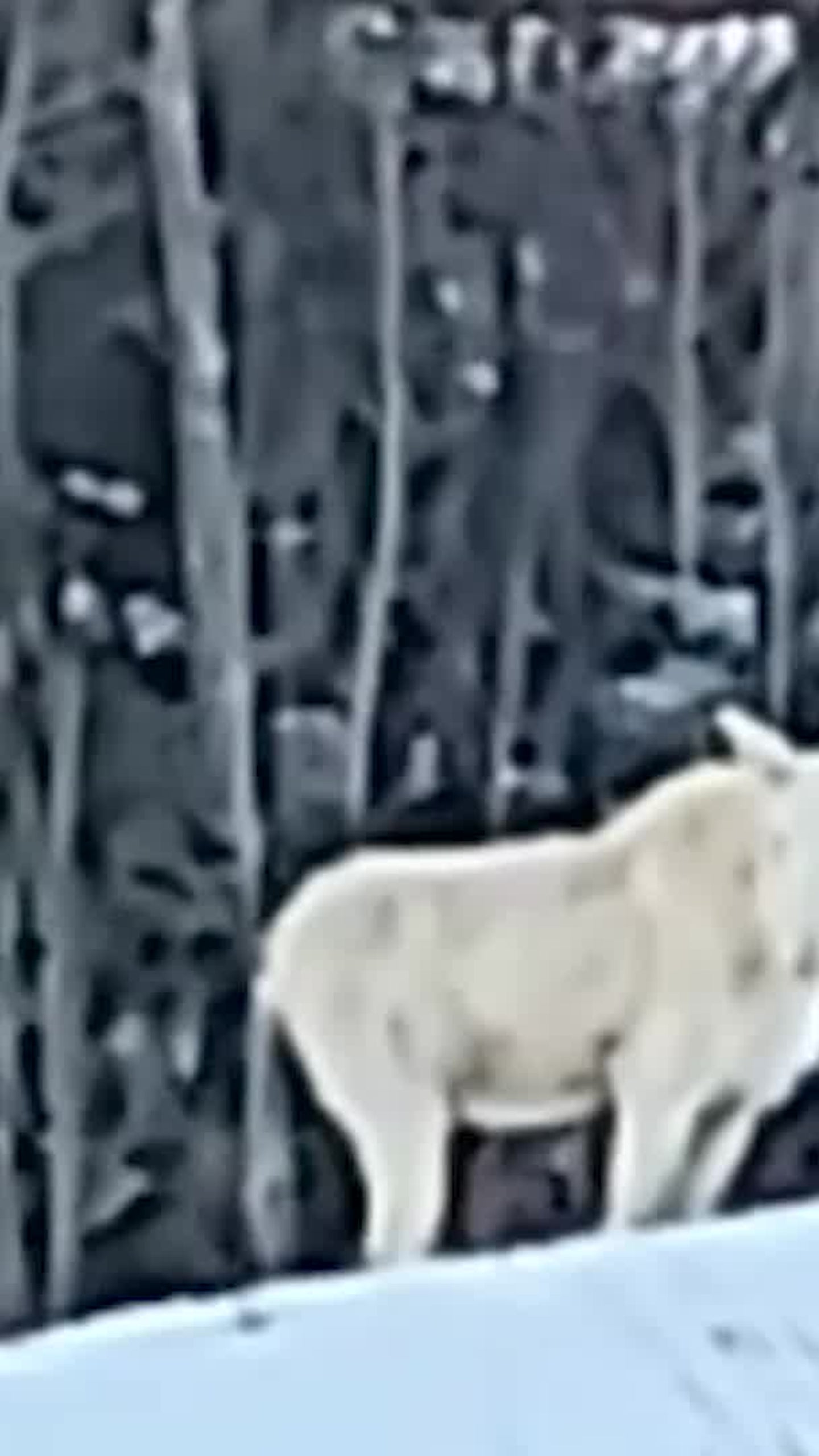 Moos Basildon Huge Albino Moose