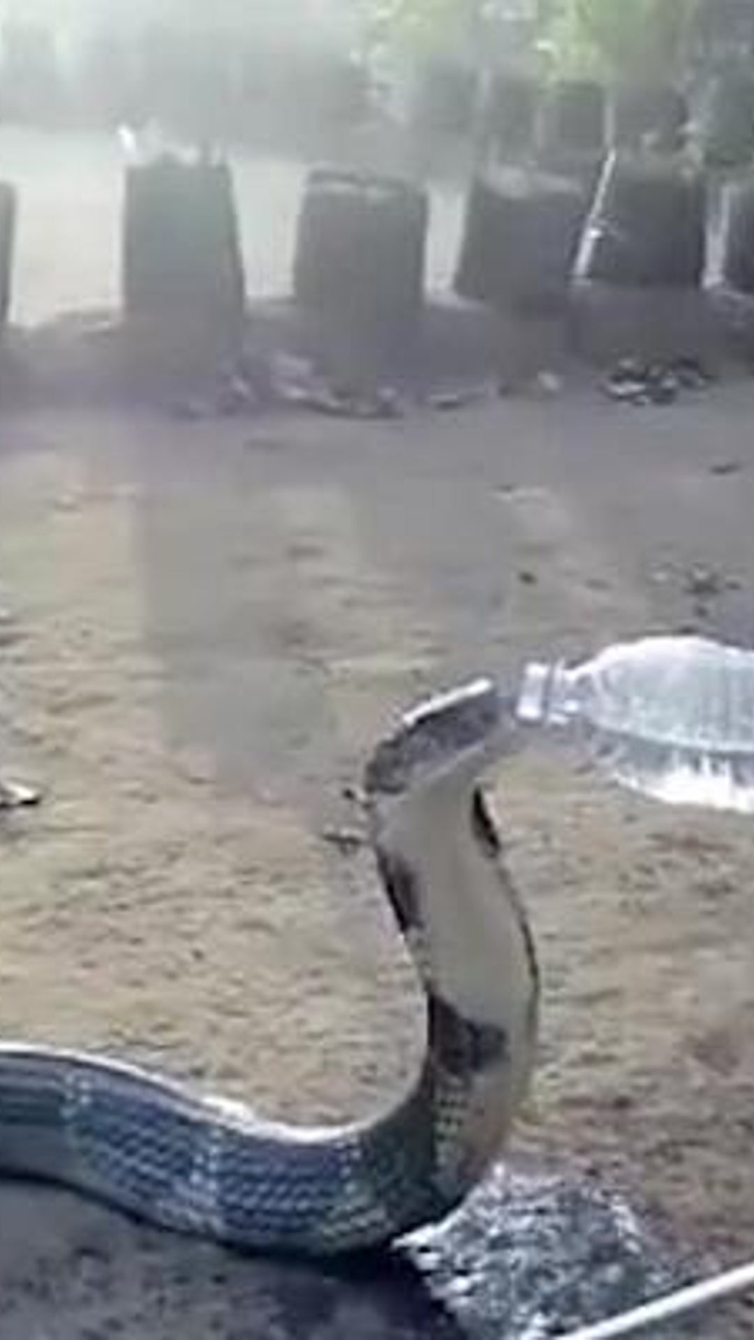 Durstige Schlange Trinkt Aus Plastikflasche Die Ihr Ein Mann Vor Das Maul Halt Videos Von The Weather Channel Weather Com