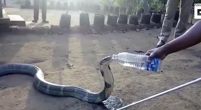 Durstige Schlange Trinkt Aus Plastikflasche Die Ihr Ein Mann Vor Das Maul Halt Videos Von The Weather Channel Weather Com