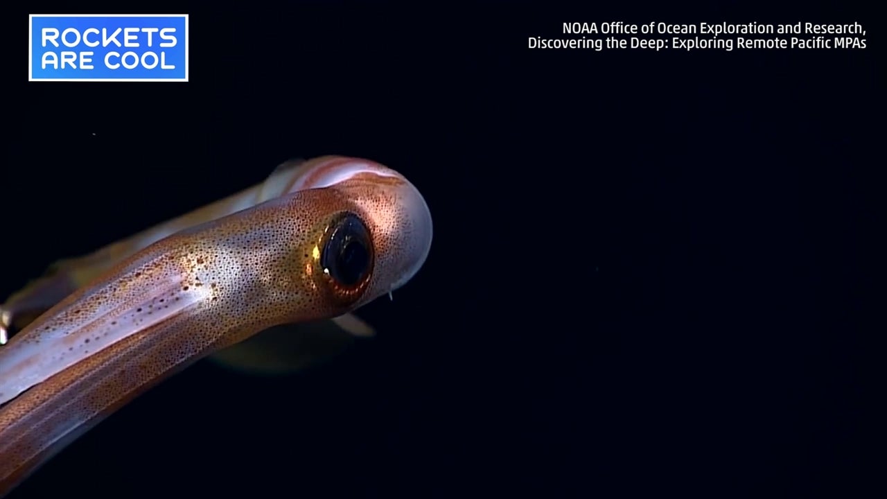 Ghostly Long Armed Creature Encountered The Weather Channel