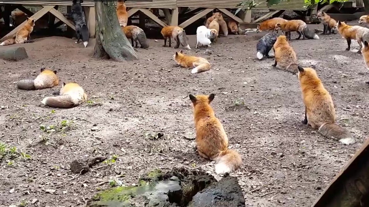 Check Out Japan's Famous Fox Village The Weather Channel