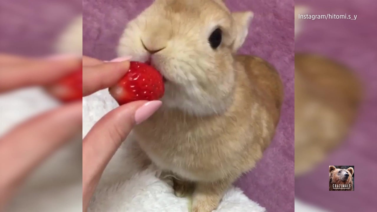 Bunny Eating Berry = Adorable | The Weather Channel