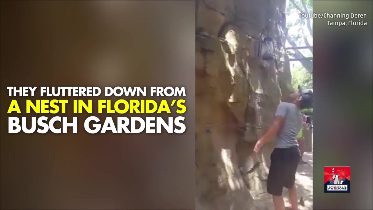 Tourist Saves Falling Ducklings At Busch Gardens The Weather Channel