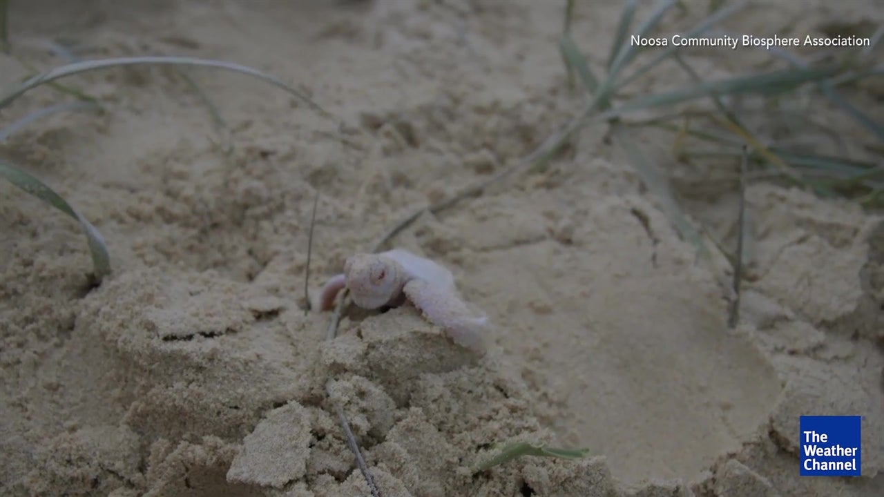 Albino baby sea turtle spotted in Queensland The Weather Channel Albino baby sea turtle spotted in Queensland The Weather Channel