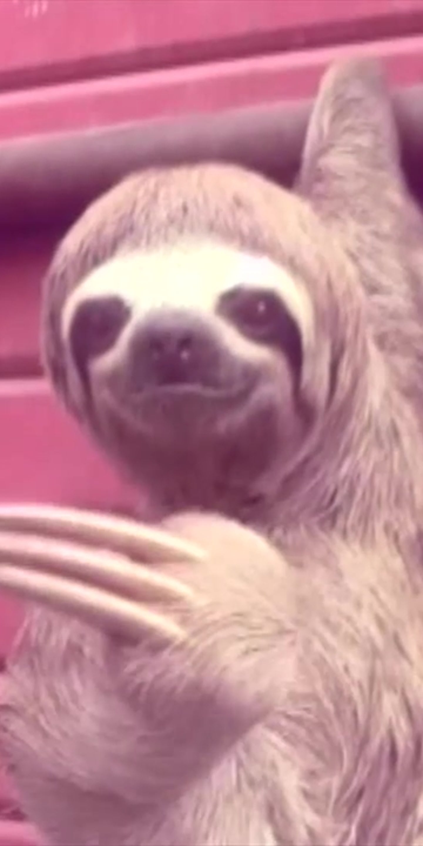 Comedy Sloth Creepy Sloth Jokes