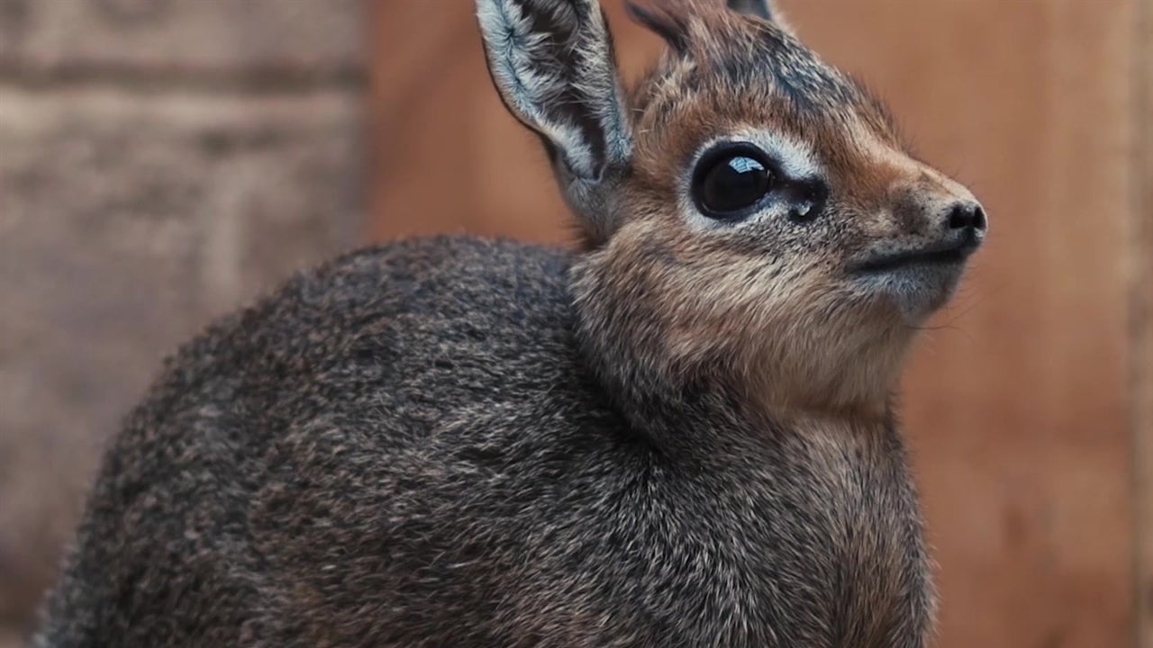 Dik-dik Is the Cutest Animal You've Never Heard of | The Weather Channel