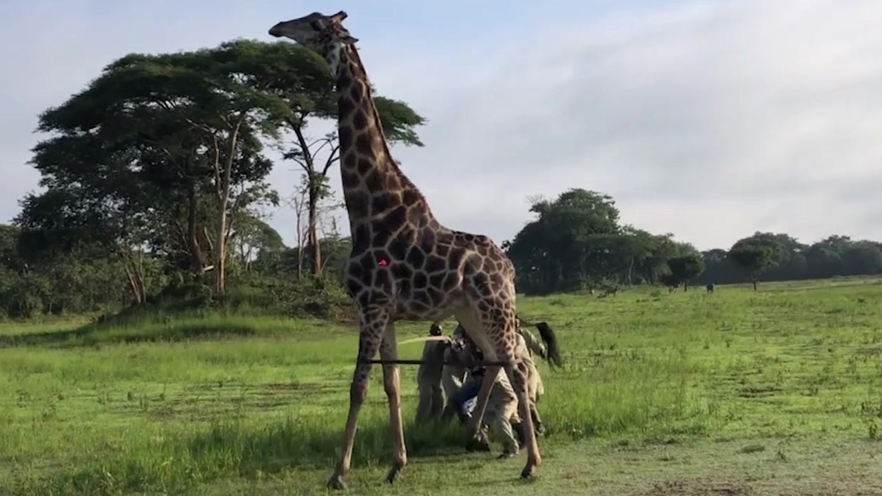 Rescuers in Democratic Republic of Congo Save Distressed Giraffe The