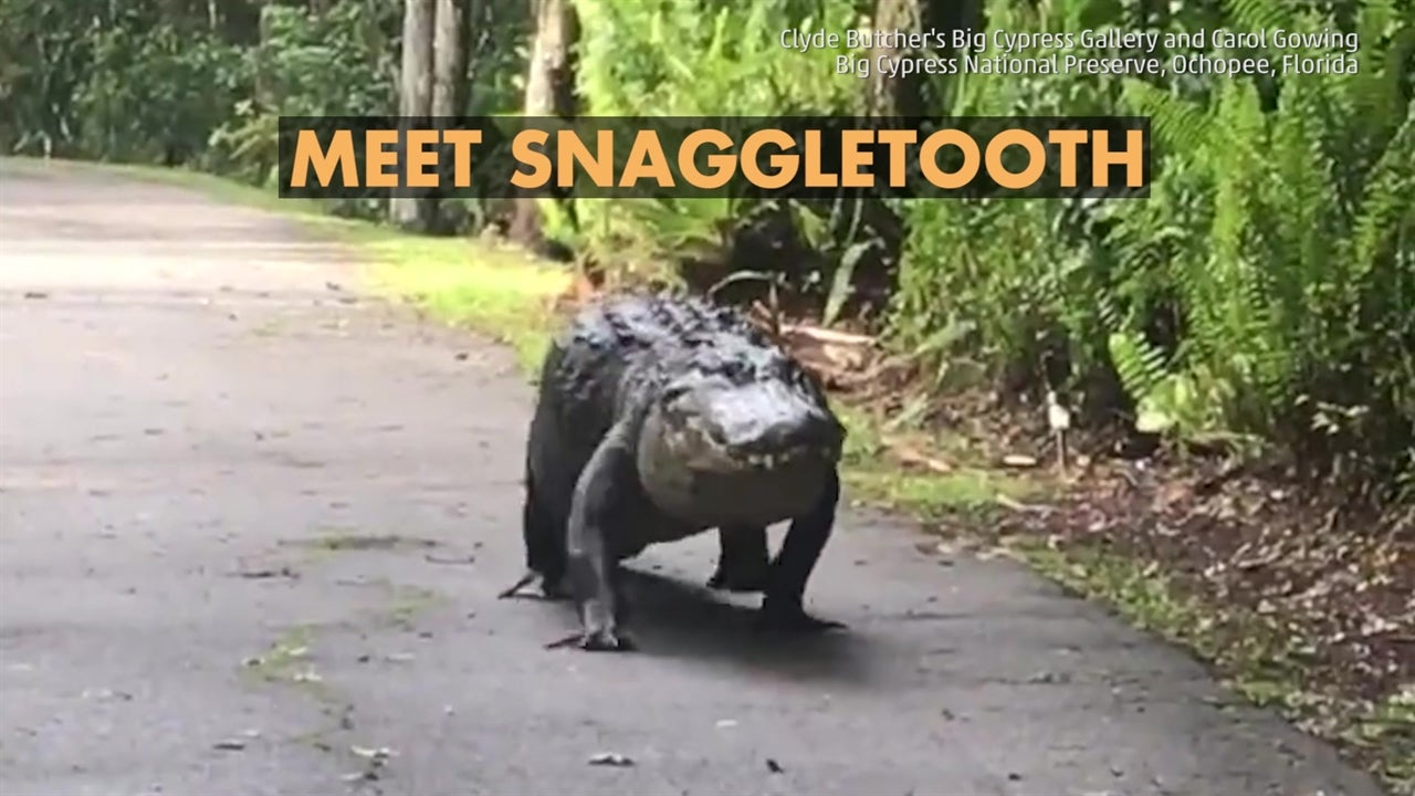 Komodo Dragon Vs Alligator