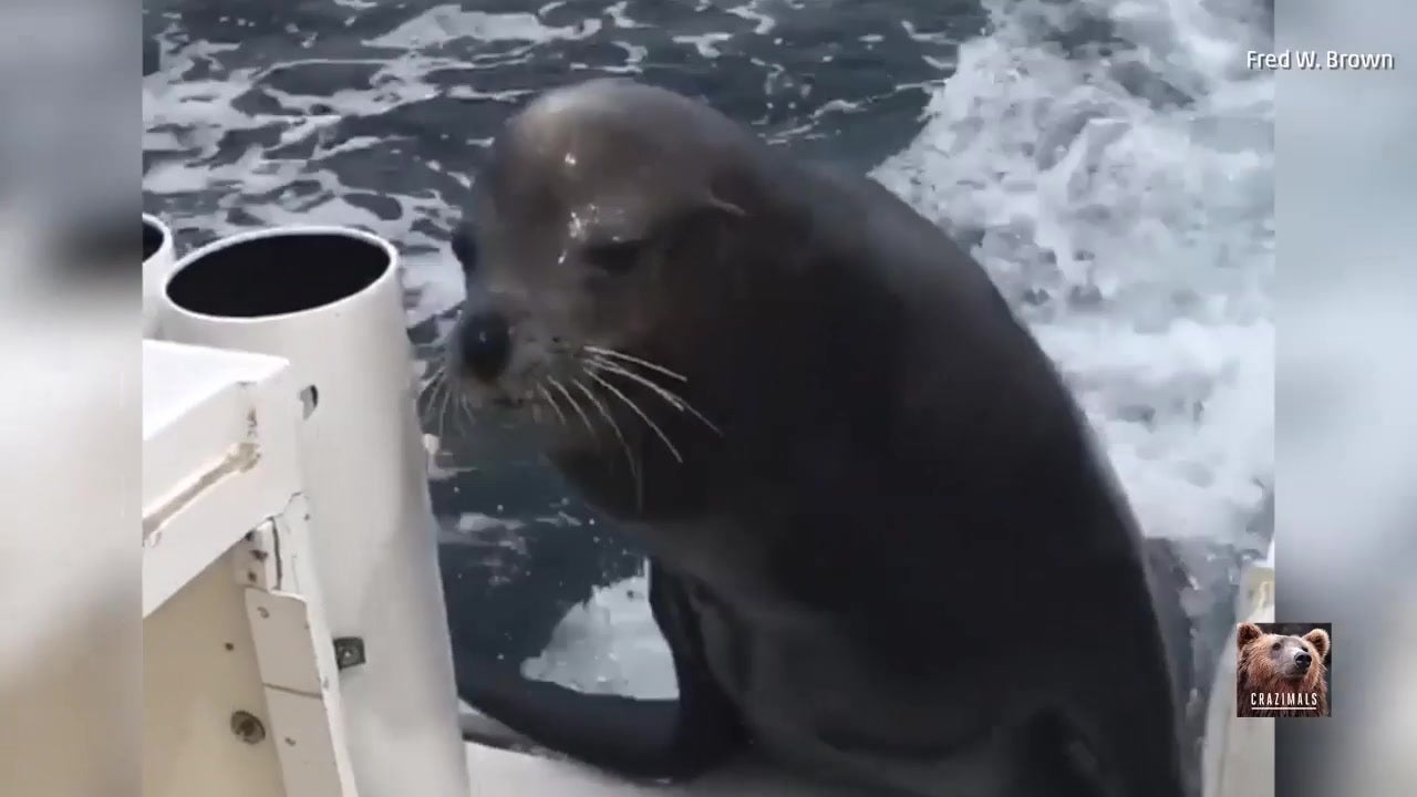 Seal Jumps on Boat, Grabs Snack, Leaves The Weather Channel