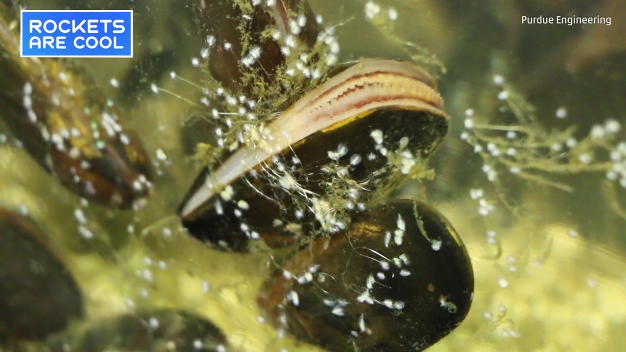 Mussels Inspired This Underwater Glue The Weather Channel