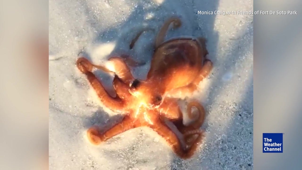 Pulpo arrastrándose en la arena - Videos de The Weather Channel