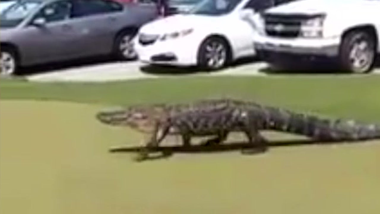 Gator Stuns Golfers In North Carolina The Weather Channel