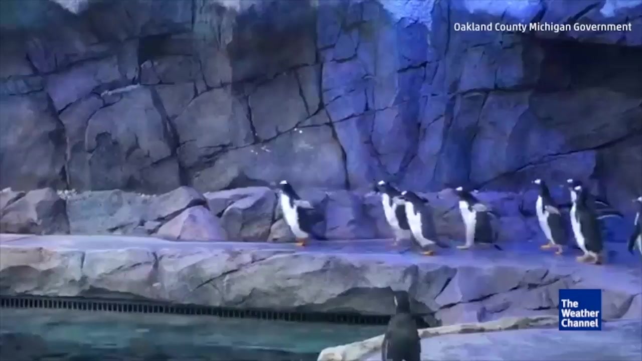 Penguin Show at Detroit Zoo | The Weather Channel