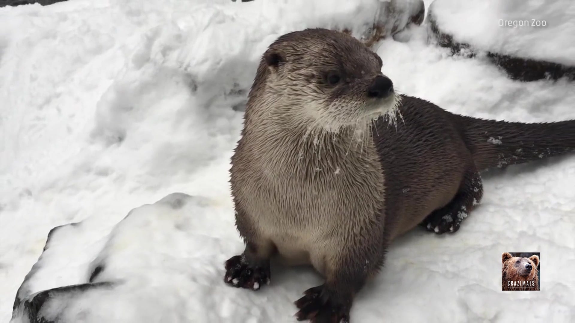 Sea Otters Frolic in Snow at Oregon Zoo | The Weather Channel