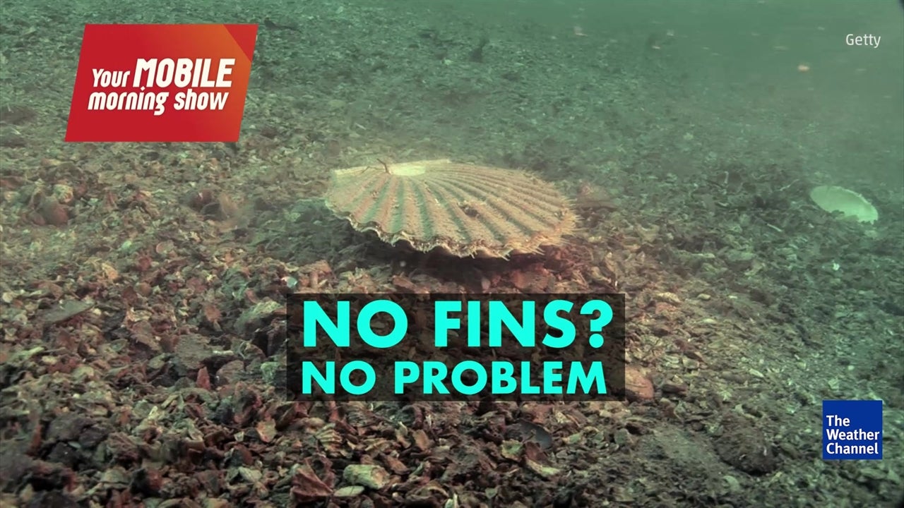 Watch How does a sea scallop swim? The Weather Channel