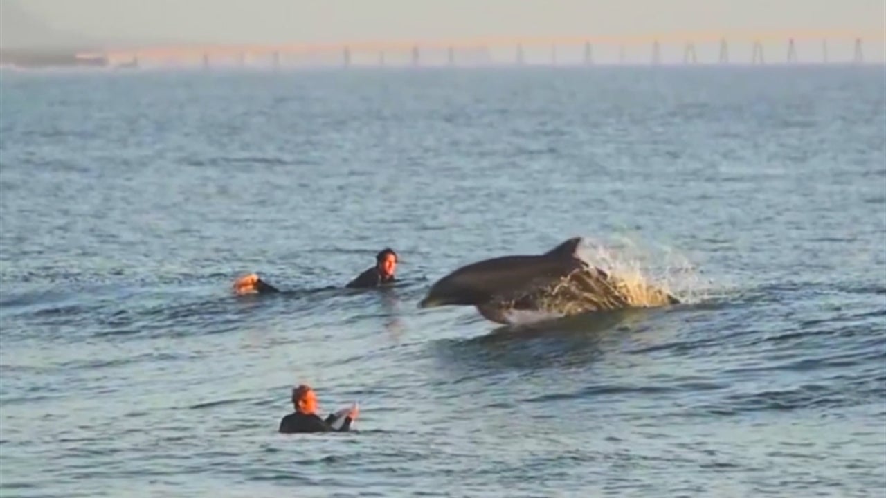Dolphin Rides the Waves with Surfers The Weather Channel