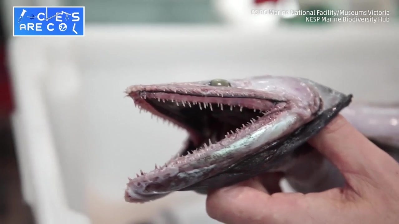 Deep-Sea Lizard Fish Caught Near Tasmania | The Weather Channel