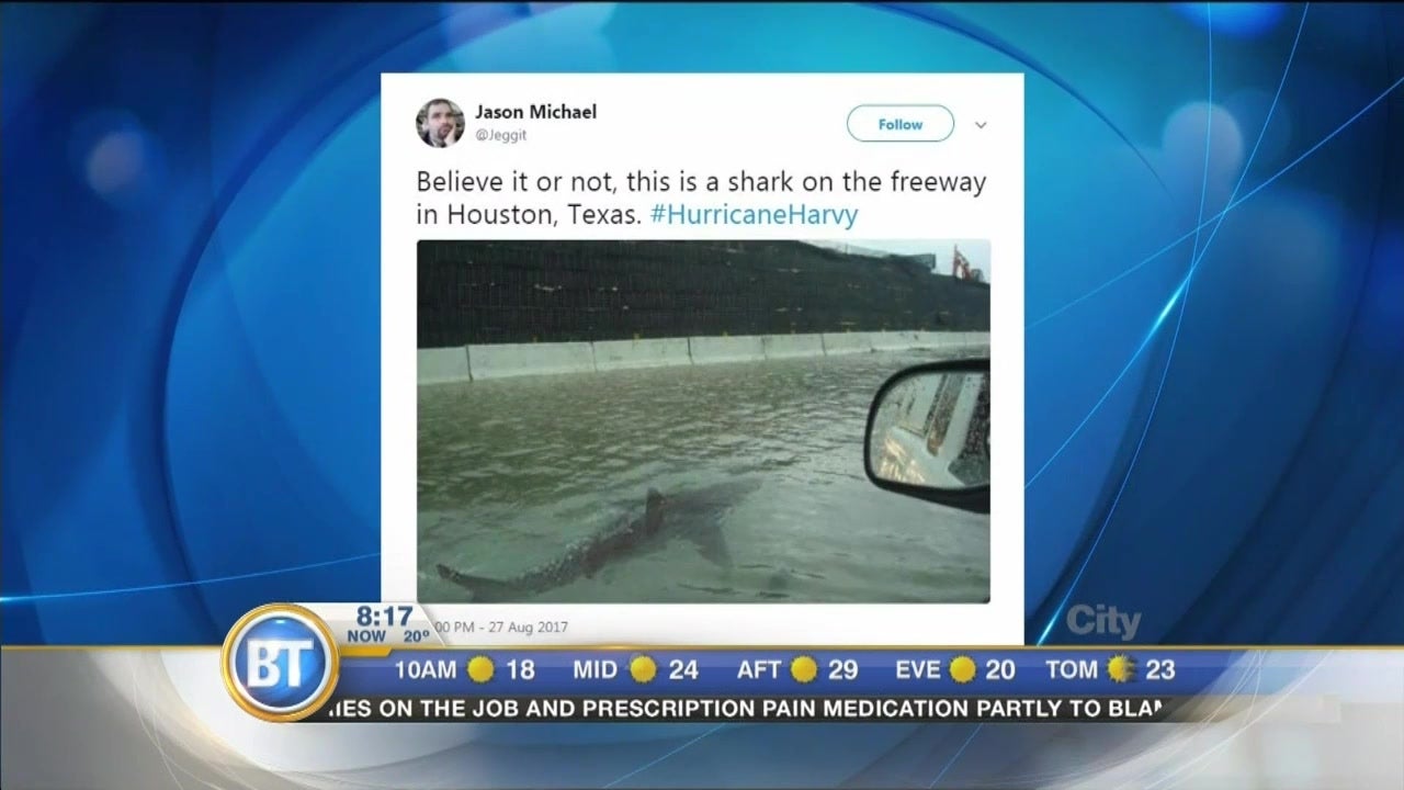 Shark Hoax Goes Viral | The Weather Channel