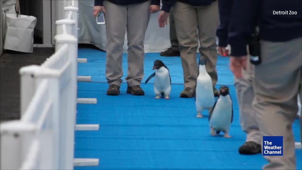 Penguins Waddle To New Home At Detroit Zoo Videos From The Weather Channel Weather Com