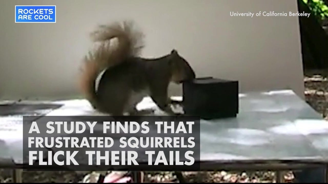 Squirrel S Tail Indicates Frustration Videos From The Weather Channel Weather Com