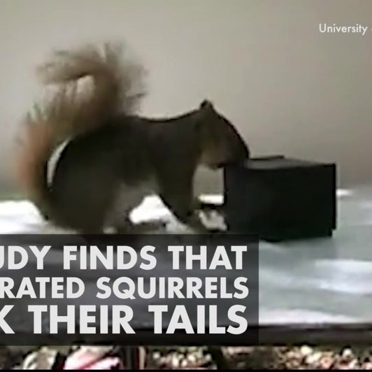 Squirrel S Tail Indicates Frustration Videos From The Weather Channel Weather Com Squirrel S Tail Indicates Frustration Videos From The Weather Channel Weather Com