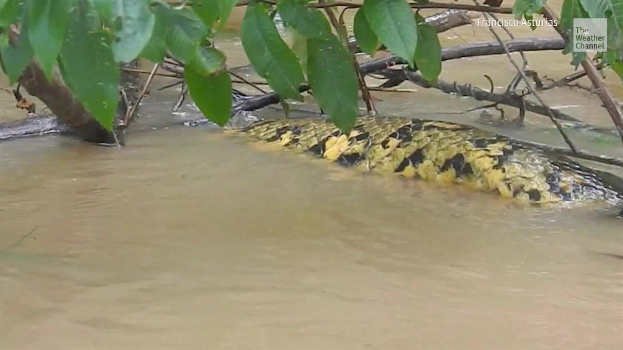 Enorme anaconda avistada en la Amazonía The Weather Channel