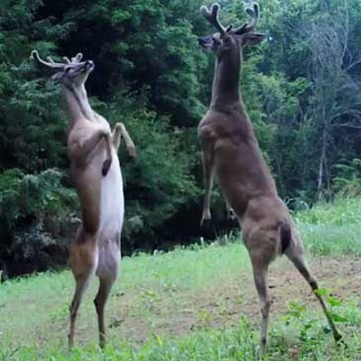 The Clash Between Two Deer Resembles a Graceful Dance Rather Than a ...